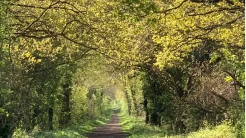 Anne North The woods