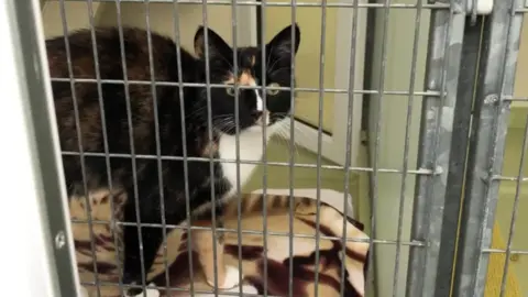RSPCA Cat at rescue centre