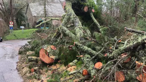A large pine tree lies beside a road, it's been chainsawed up to allow traffic to pass