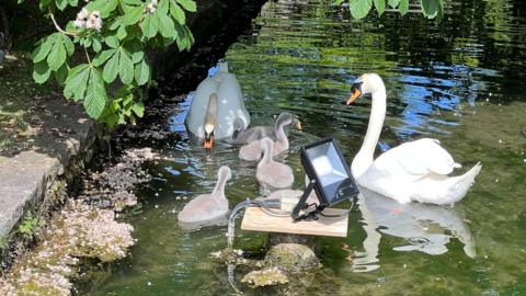 Cygnets and swans