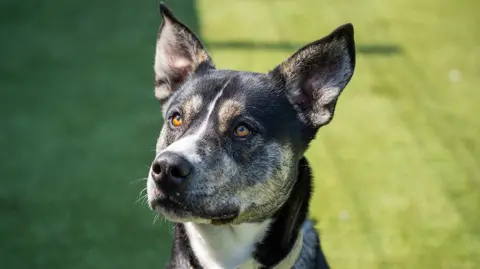 Handsome husky-type dog with clear hazel eyes and a slim, white blaze down the centre of his face, waiting expectantly in a sunny place with grass in the background.