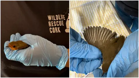 Wildlife Rescue Cork Two photos are side by side. In the first a robin is held in a latex-gloved hand. Only its head is visible. The person holding it wears a top that says Wildlife rescue Cork on it. Only the torso of this person is visible. IN the second picture, a Robin's wing is spayed by a latex-gloved hand and the other hand holds its body. 