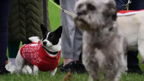 PA Media Two dogs standing beside one another. One has black and white fur and is wearing a red jumper. The other is grey and shaggy.