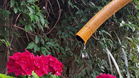 An orange hosepipe looms over pink flowers. A single droplet falls from the pipe.