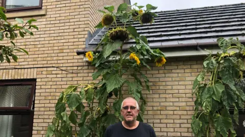 John Devine/BBC Guy Tyers, 56, with a stubbly unshaven face, short cropped grey hair and dark tinted glasses he has a black t-shirt and is in front of abuilding in the communal garden at the Fairhaven care home in Soham with his 3.6m tall sunflower, which he talks to, to encourage growth behind him.