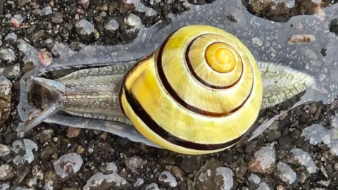 Yen Milne A close-up of a snail on a wet pathway. It has a yellow shell with a brown Fibonacci curve on its back. The brown lip of its shell where it meets its grey body gives it its species name.