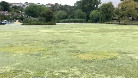 A large pond/lake that is completely covered by a green coloured algae. The water is barely visible. There are some trees and buildings in the background and some boats in the distance. 