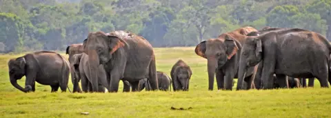 Elephants