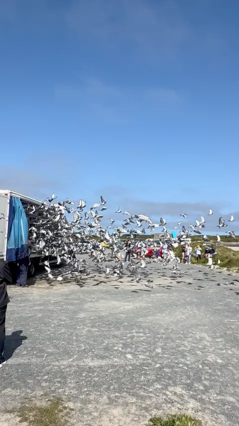 Multiple pigeons flying out of a white truck with a blue curtain
