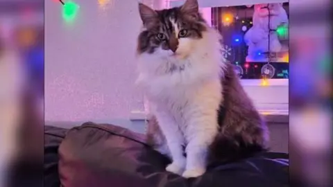 MEL COOPER A cat with a white furry chest and a tiger print on his crown looks at the camera. The cat is sat on a brown leather sofa. There are fairy lights hanging on the wall. 