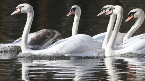 AFP/Getty A number of mute swans swimming on water.