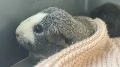 RSPCA Guinea pig