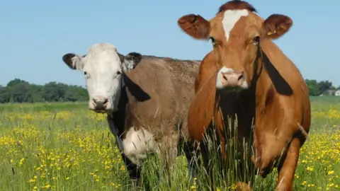 RSPB Cows at Ouse Washes (file picture)
