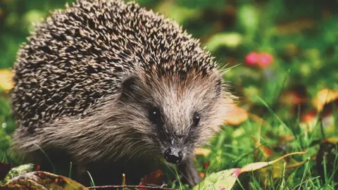 Alexas Fotos A hedgehog in leaves