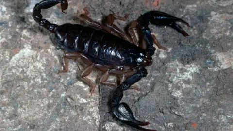 Getty Images A type of scorpion