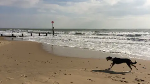 Dog on Bournemouth beach