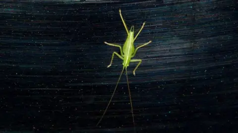 Hope A green oak bush-cricket on a car door, with scratches and sparkles in the paint