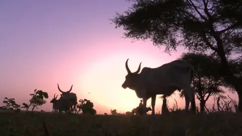 BBC News African Cattle