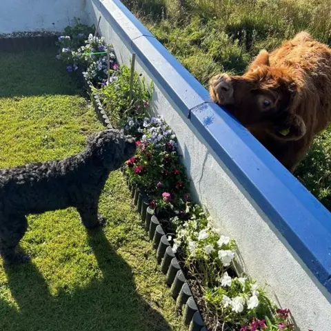 Mairietta MacSween Dog and calf looking at each other over a wall