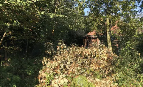 VIKKI IRWIN/BBC A pile of fly-tipped green garden waste and branches can be seen surrounded by tree and shrubs 