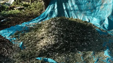 A pile of chippings from the processed Christmas trees. They are on top of a light blue tarp.