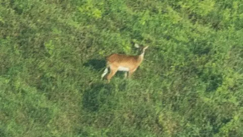 Photo of the Upemba Lechwe