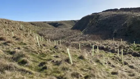 Many saplings in supports across a huge undulating area of land that looks like the moors