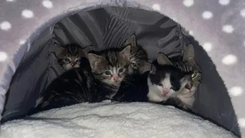 Cats Protection Cat with kittens