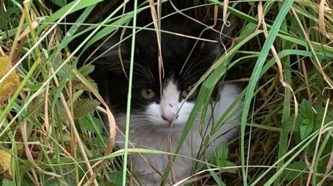 A kitten in undergrowth