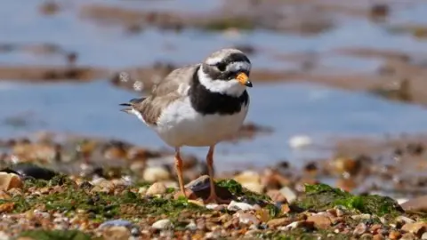 Shaun Whitmore/BBC A plover bird with a white belly and grey, brown and black feathers. It has an orange black tipped beak and is standing on mudflats.