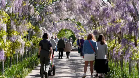 PA Media People make their way past the blossoming wisteria along Wisteria Walk at RHS Wisley in Woking, Surrey