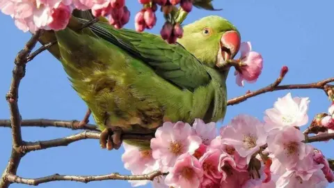 Christina Smith  A parakeet in Broadstairs