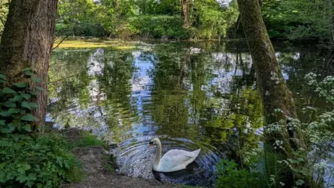 WeatherWatchers/lizzy A swan bathes in a river as the overheard tree cover is reflected in the water around it.