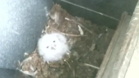 FLS Owl chick