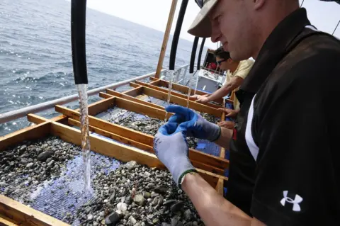AFP DPAA (Defense POW/MIA Accounting Agency) staff look for DNA and clews on wire screens on the French army mine clearance expert boat Pluton