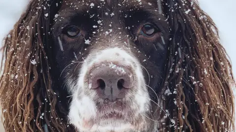 Weather Watcher/Nicsutt Spaniel