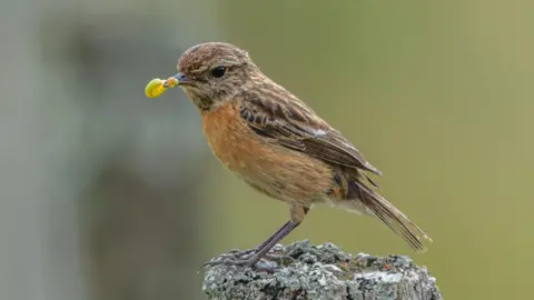 Graeme Carroll A brown and white bird with a reddish breast stands on a post. The bird has a green caterpillar hanging out of its mouth