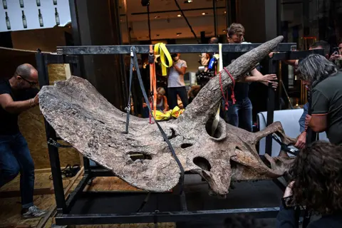 Christophe Archambault / AFP Workers move the skull of a triceratops into a gallery in Paris, France