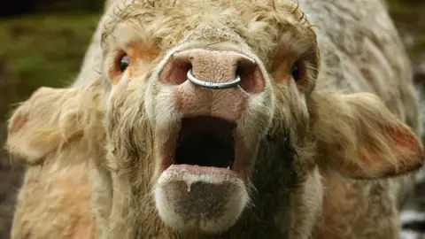 A bull is facing the camera and has its mouth open as it bellows. The bull has a steel ring in its nose.