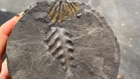 Isle of Wight Council Grey round clay sample with ridges of a ammonite protruding