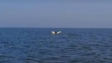 The tail of a humpback whale just above the surface of the sea. It has a white underside with black around the edges.
