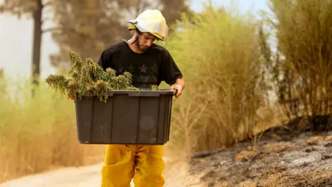 Getty Images One grower is pictured with a bucket salvaging what is left of his marijuana