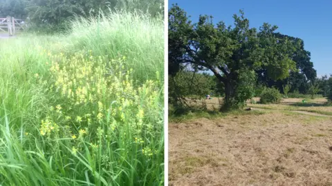 Kingsway Wildlife and Sustainability Group/BBC Manor Farm Orchard