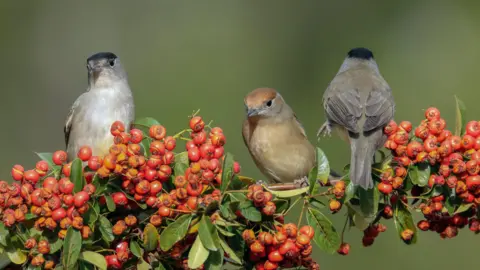 Shutterstock Three blackcaps - two males with grey-brown feathers and a black 'cap' and a female with red-brown feathers - perched on a branch covered in red berries 
