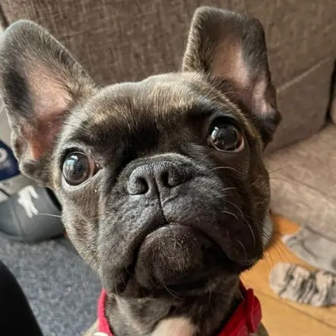 Laura Owen Laura Owen's puppy Daisy ate a fruit cake and needed to visit the vets.