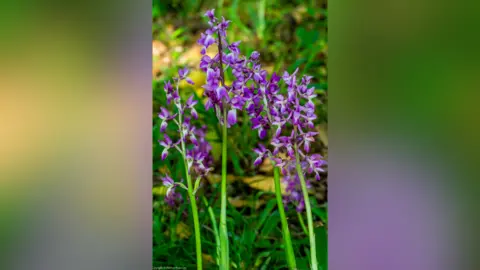 A picture of purple orchids in woodland.