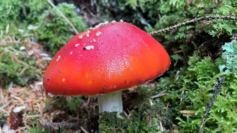 LYDIA STEWART A mushroom with a red top and a white stem in amongst green moss and brown leaves on the floor of a forest.