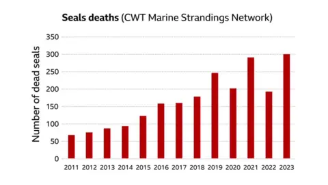 Seal Research Trust Graph shows 2023 has highest number of seals deaths in Cornwall since 2011