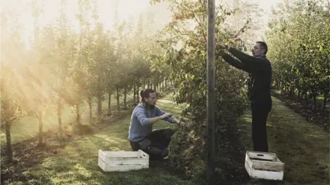 Getty Images Men picking apples