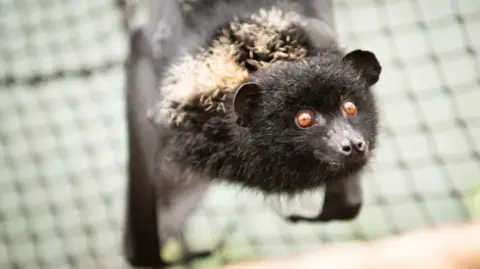 A Livingstone fruit bat looking up at the camera. It has small brown eyes.